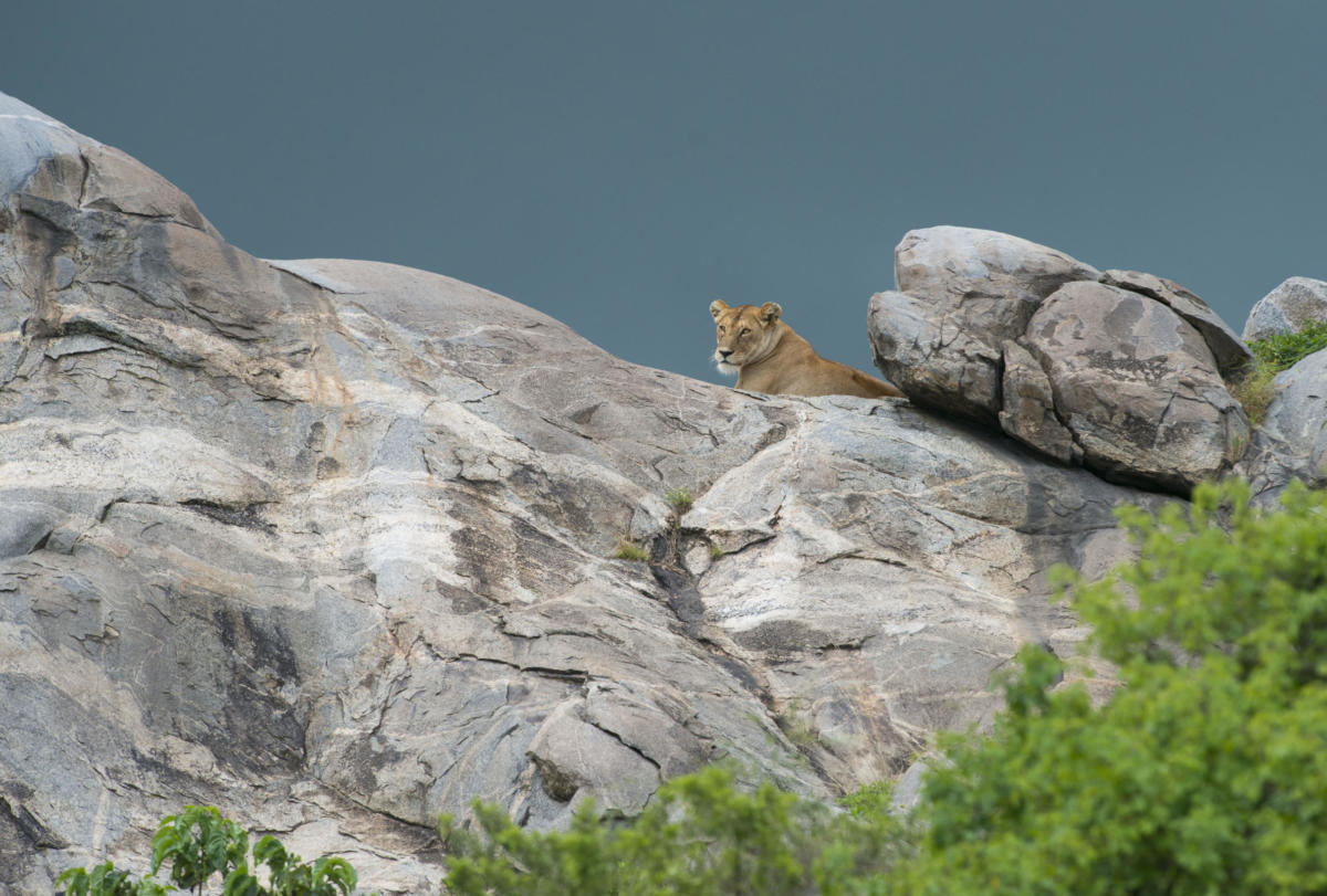 Nature Conservation since 1958 Frankfurt Zoological Society