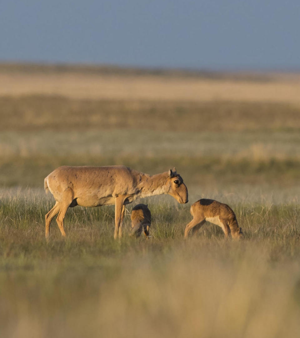 Saiga-Antilope
