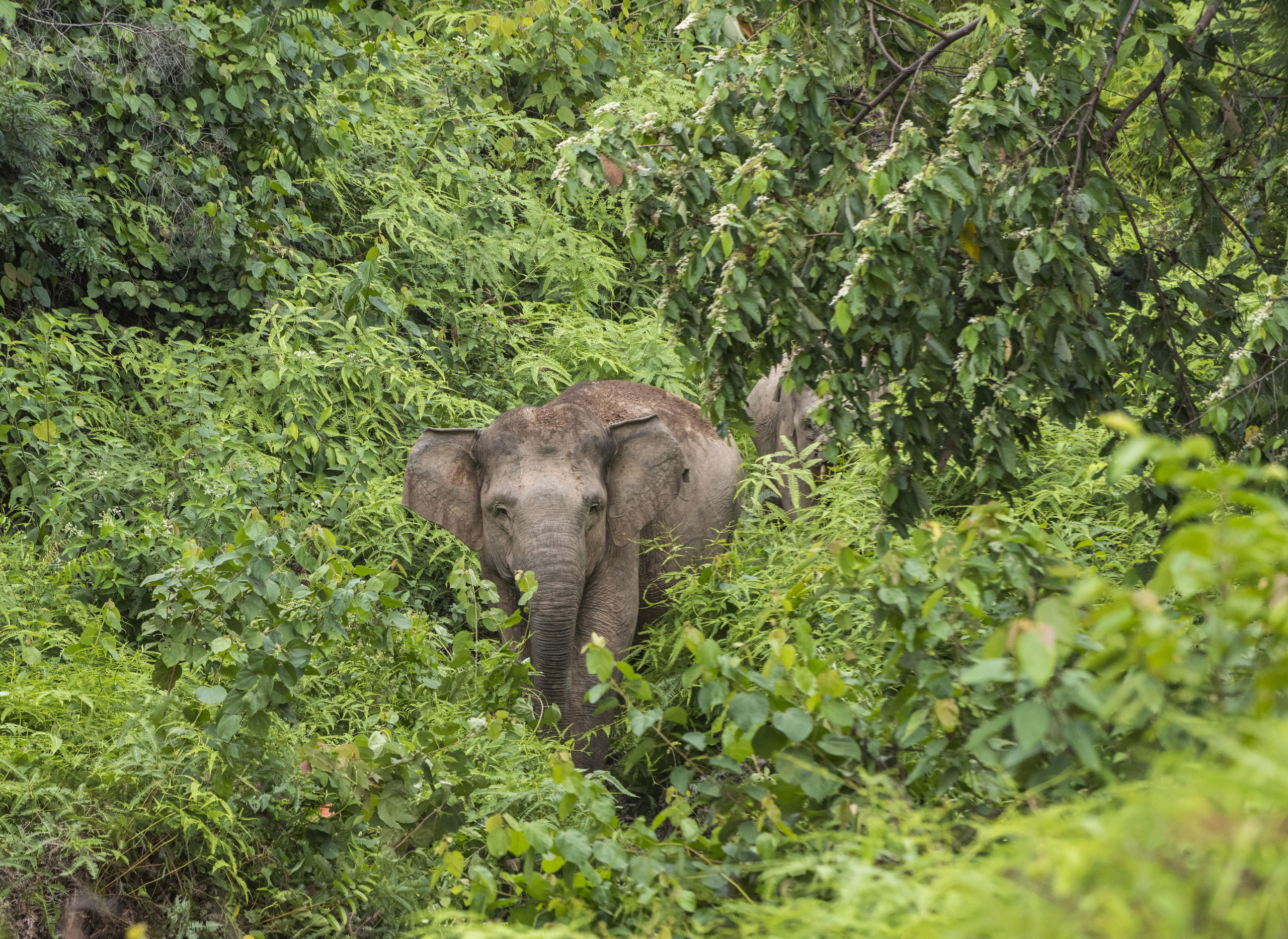 The Naturalist's Journal: Here's to the sodden and