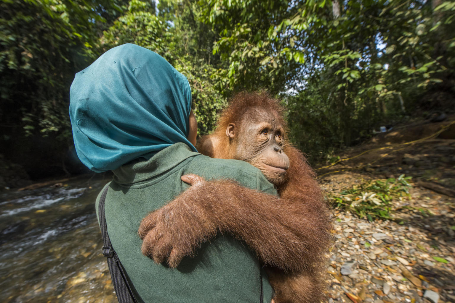 Jungle School for Sumatran orangutans - Frankfurt Zoological Society