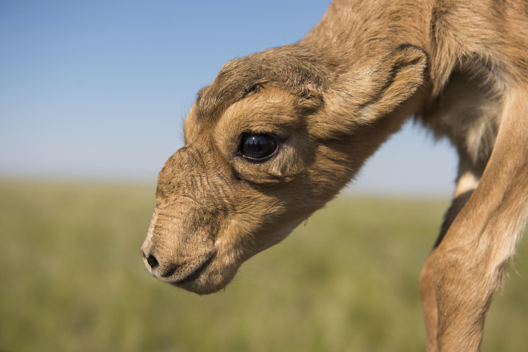 Die Steppe lebt SaigaBoom in Kasachstan Zoologische Gesellschaft