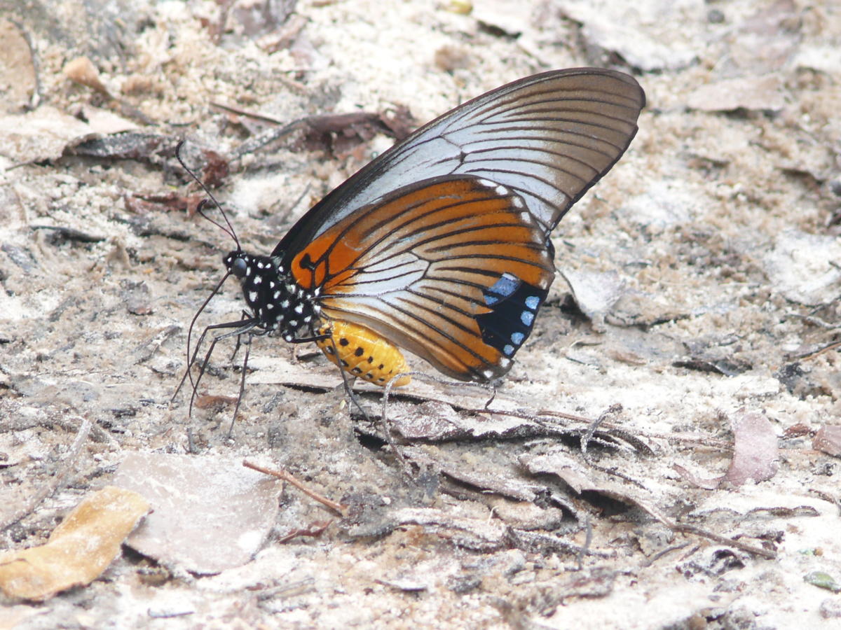 Lomami National Park Frankfurt Zoological Society
