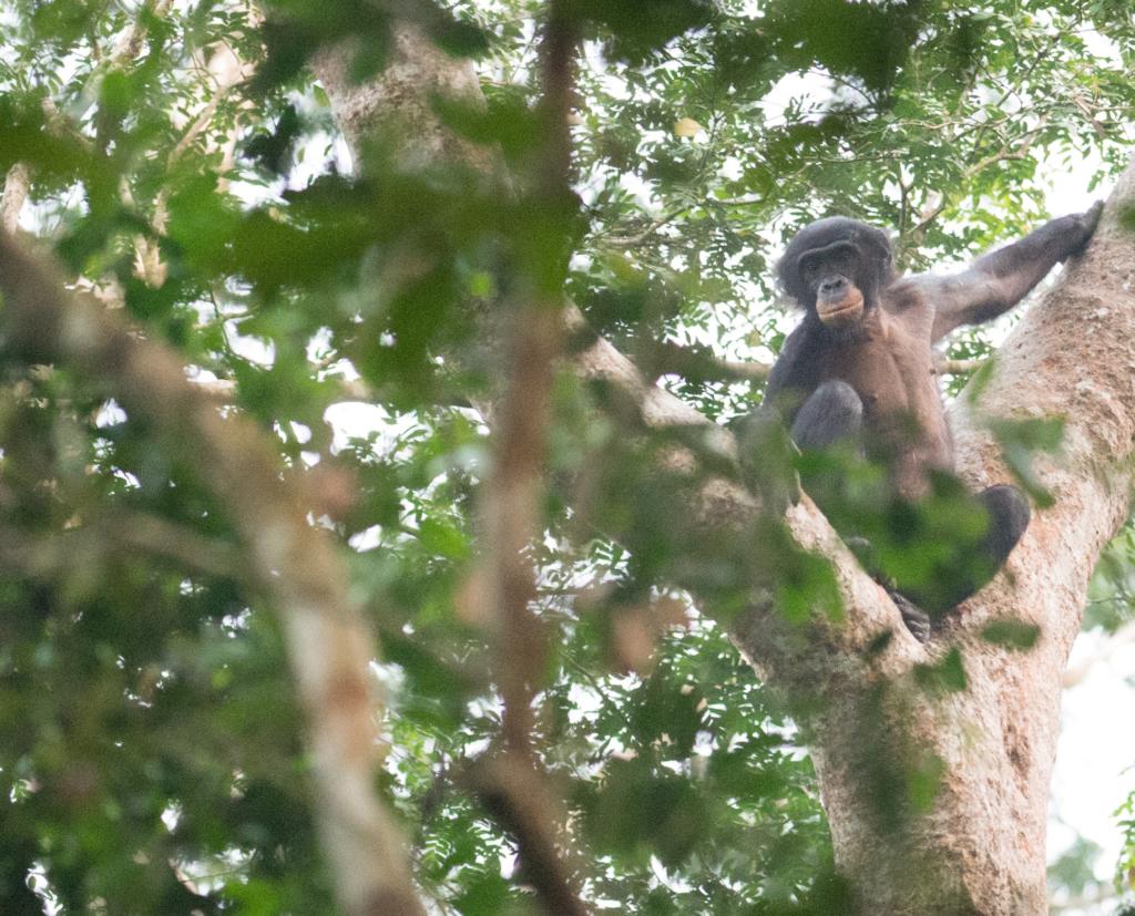 Lomami National Park - Frankfurt Zoological Society