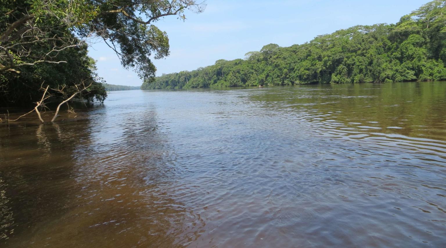 Lomami Nationalparks Zoologische Gesellschaft Frankfurt