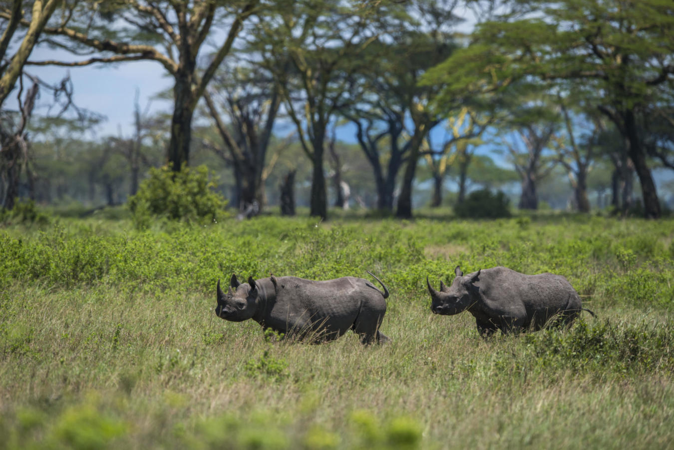 Rhino rescue in Kruger National Park South Africa Fin1_Web