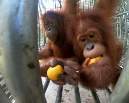 Orangutan repatriation from Thailand, Indonesia, Bukit Tiga Puluh