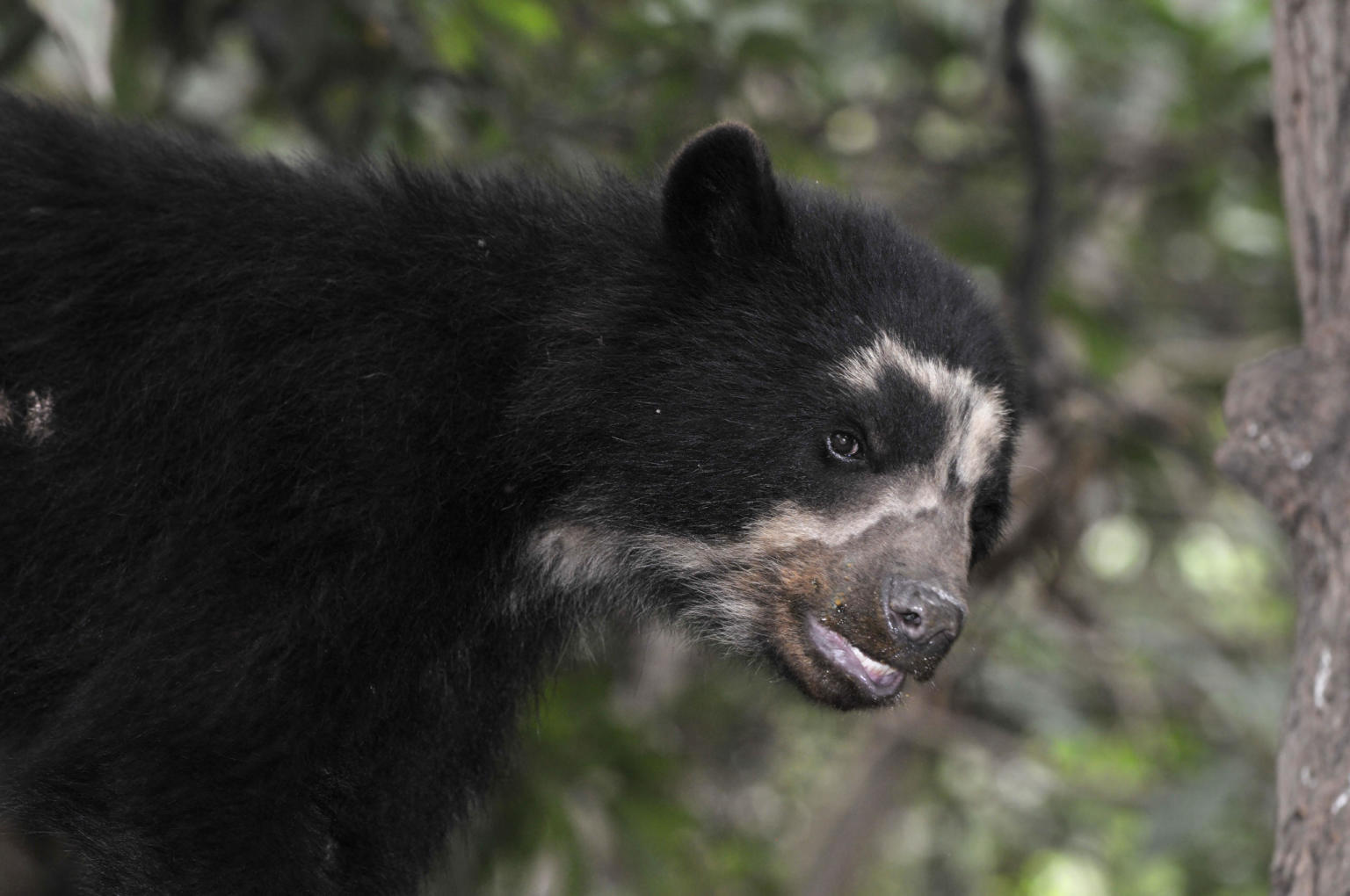 Peru - Frankfurt Zoological Society