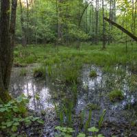 An Alder tree dominated wet forest in the Białowieża Forest.