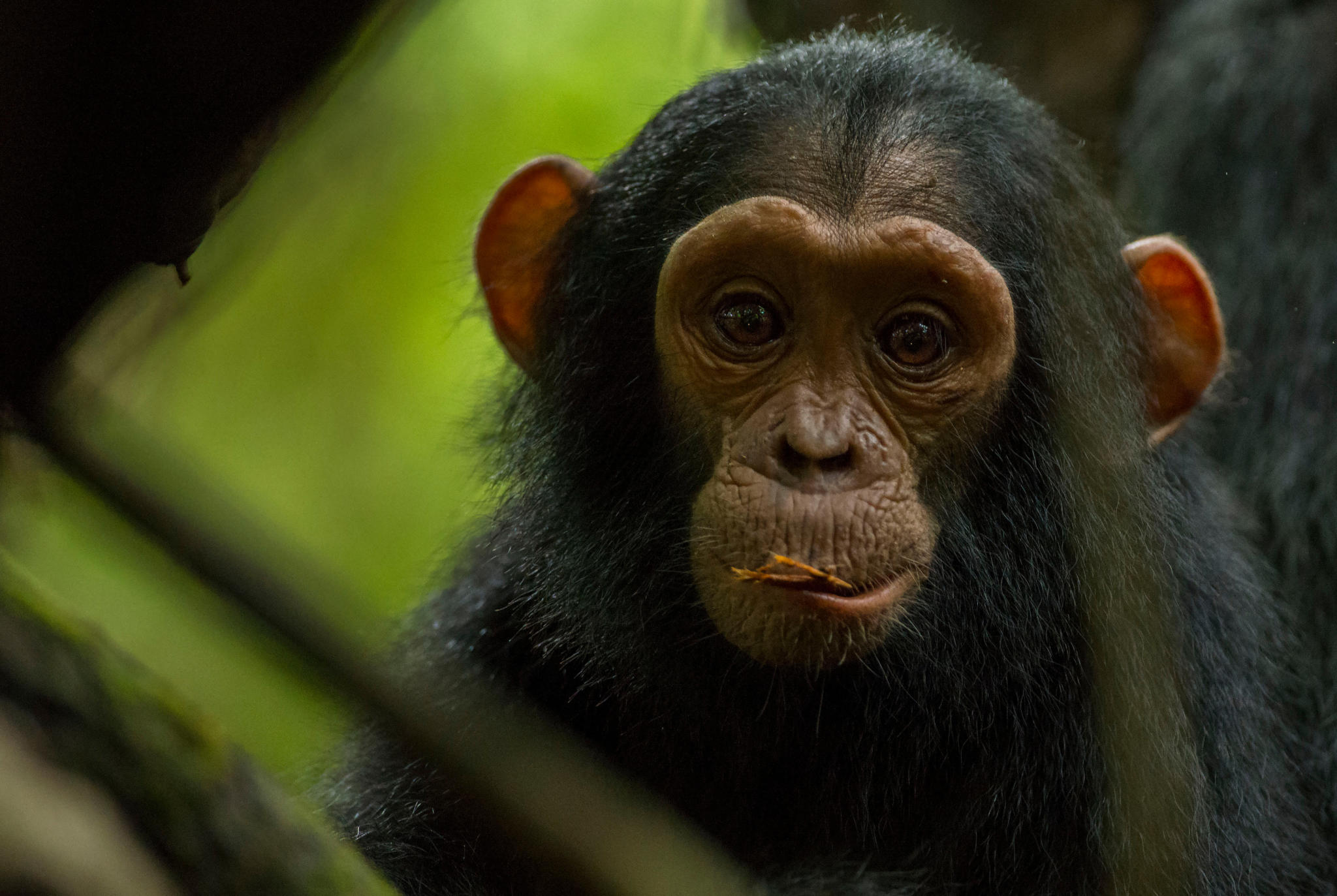 Protecting endangered chimpanzees - Frankfurt Zoological Society