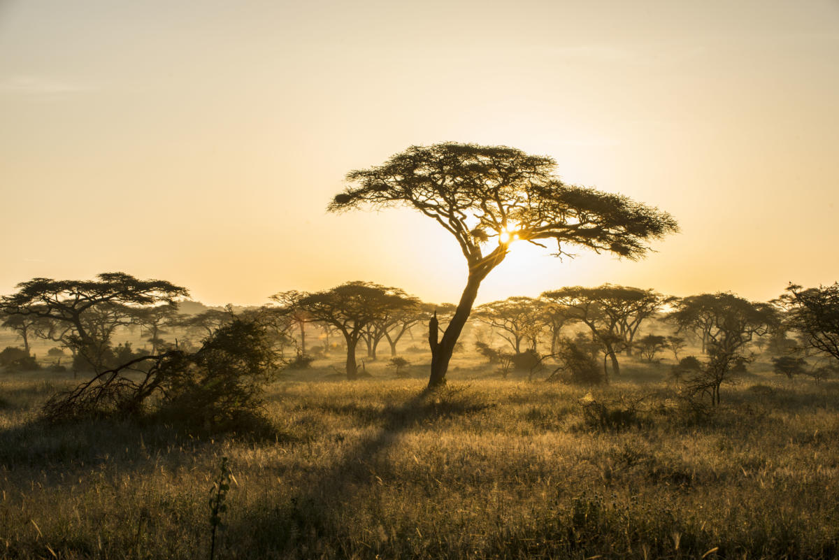 Running For The Serengeti - Frankfurt Zoological Society