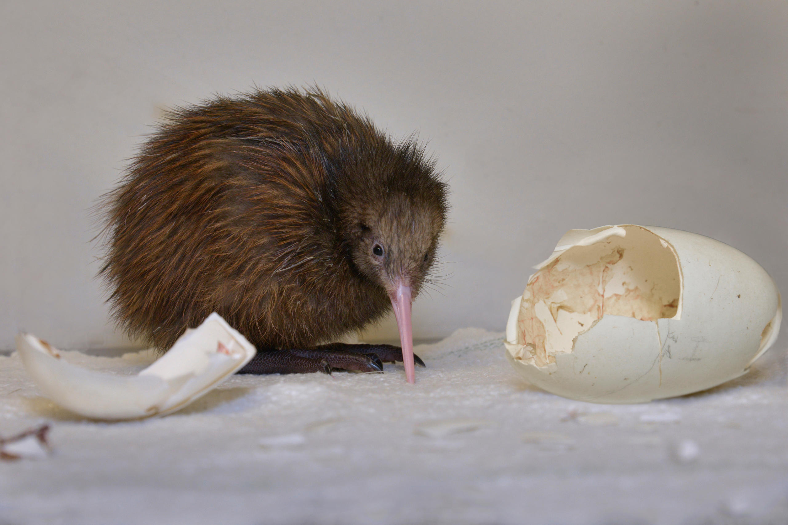 Kiwi aus dem Ei