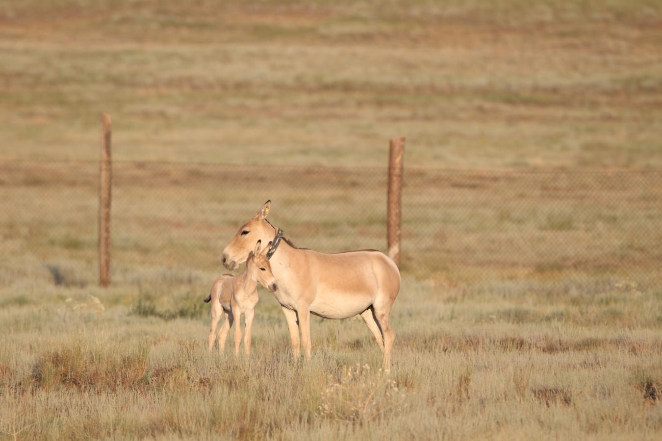 Kulanstute steht mit neugeborenem Fohlen auf der Steppe