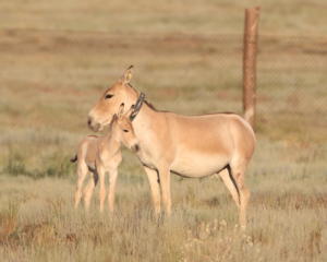 Kulanstute steht mit neugeborenem Fohlen auf der Steppe