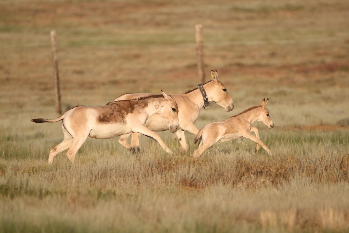 The kulan mare, her yearling from 2021 and her foal from 2022 running together in the acclimatization enclosure in Alibi.