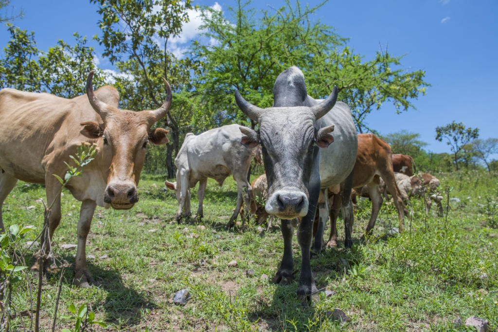 Keeping cows safe Frankfurt Zoological Society