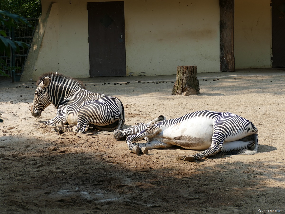 Zebras können auch im Stehen ruhen, legen sich für die REM-Schlafphasen aber ab.