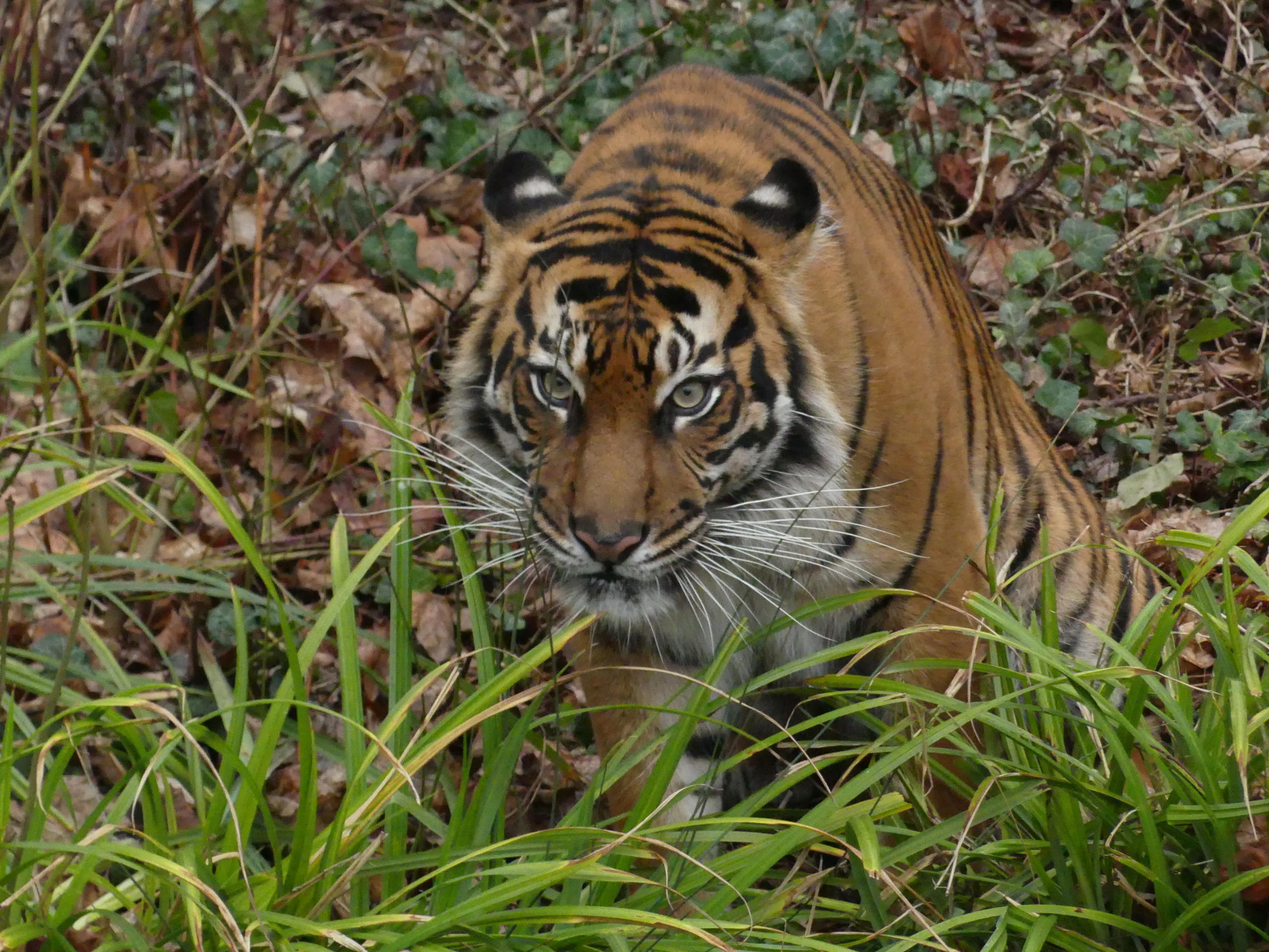 und Tigerweibchen Cinta sollen im Frankfurter Zoo für Nachwuchs sorgen. 