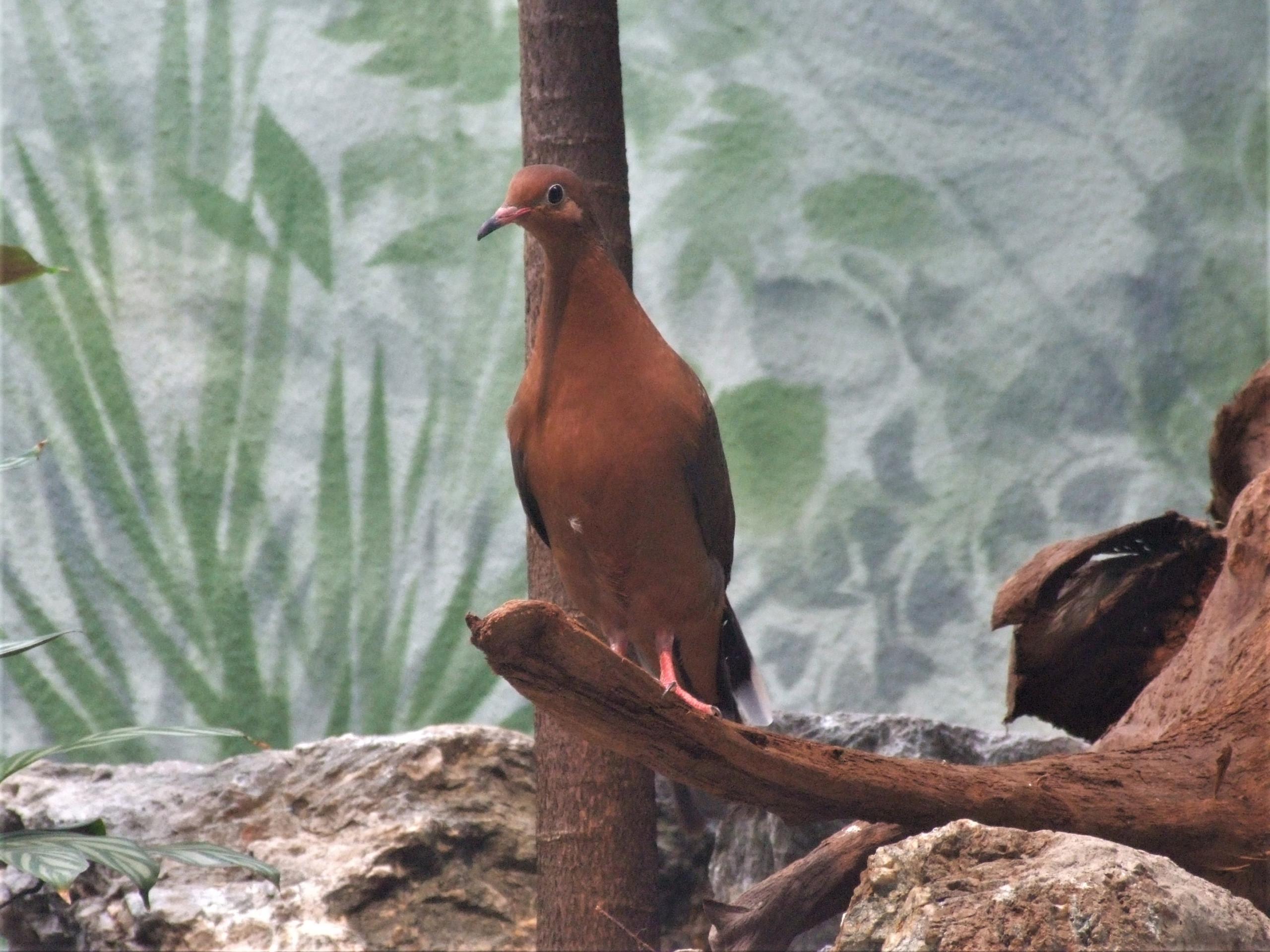 In ihrem natürlichen Verbreitungsgebiet wurde die Socorrotaube (Zenaida graysoni) bereits ausgerottet. Überlebt hat die Art in Zoos, die sich seither bemühen, die Art zu erhalten und Vorbereitung für eine Wiederansiedlung treffen.