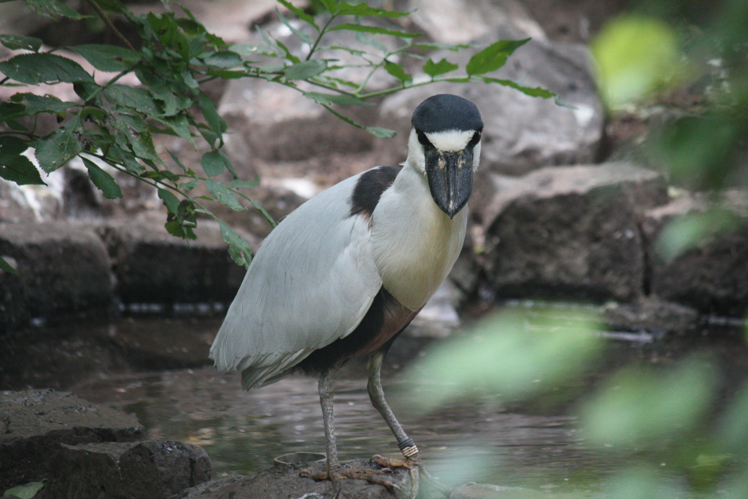 Der Kahnschnabel (Chochlearius cochlearius) lebt an Flussufern und in Mangrovenwäldern in Mittel- und Südamerika. 