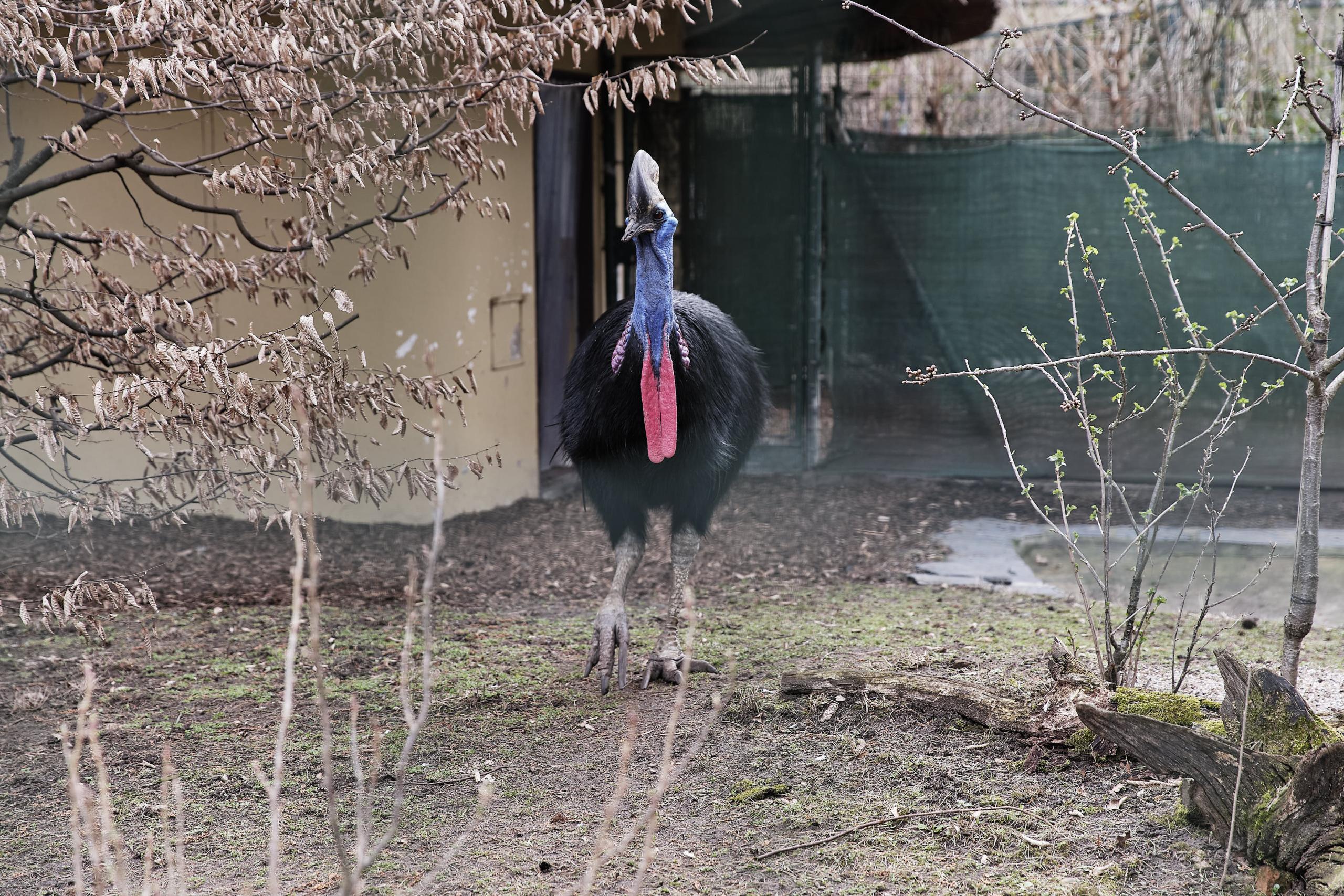 Im Frankfurter Zoo leben zwei Helmkasuare (_Casuarius casuarius_). Hier die Henne. 