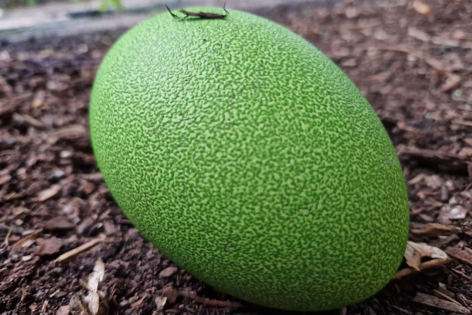 Die Eier der Kasuare sind grasgrün. Sie wiegen etwa 650 Gramm. 