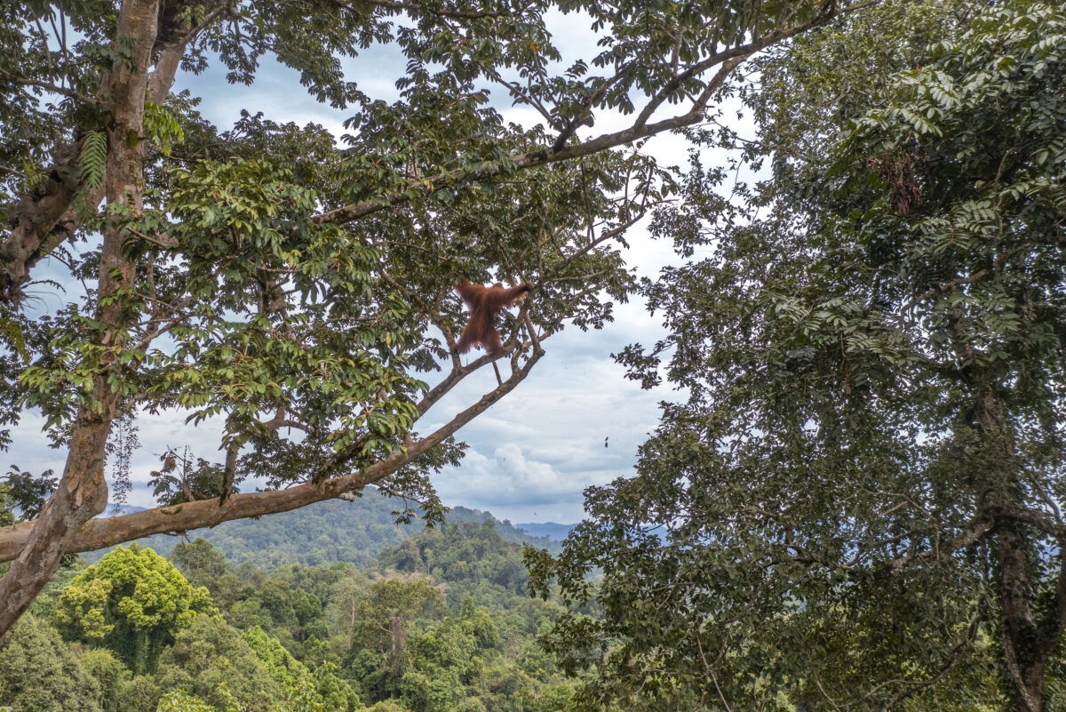 An unknown adult male Orangutan that has just raided the bee nest for honey and honeycomb. Photographed with a drone at Bukit Tarang, Bukit Tiga Puluh area, Sumatra, Indonesia. © Daniel Rosengren