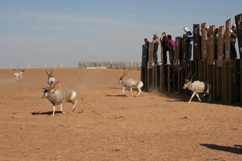 In die Wüste geschickt: Im Zoo geborene Addax werden in einen nordafrikanischen Nationalpark entlassen. 