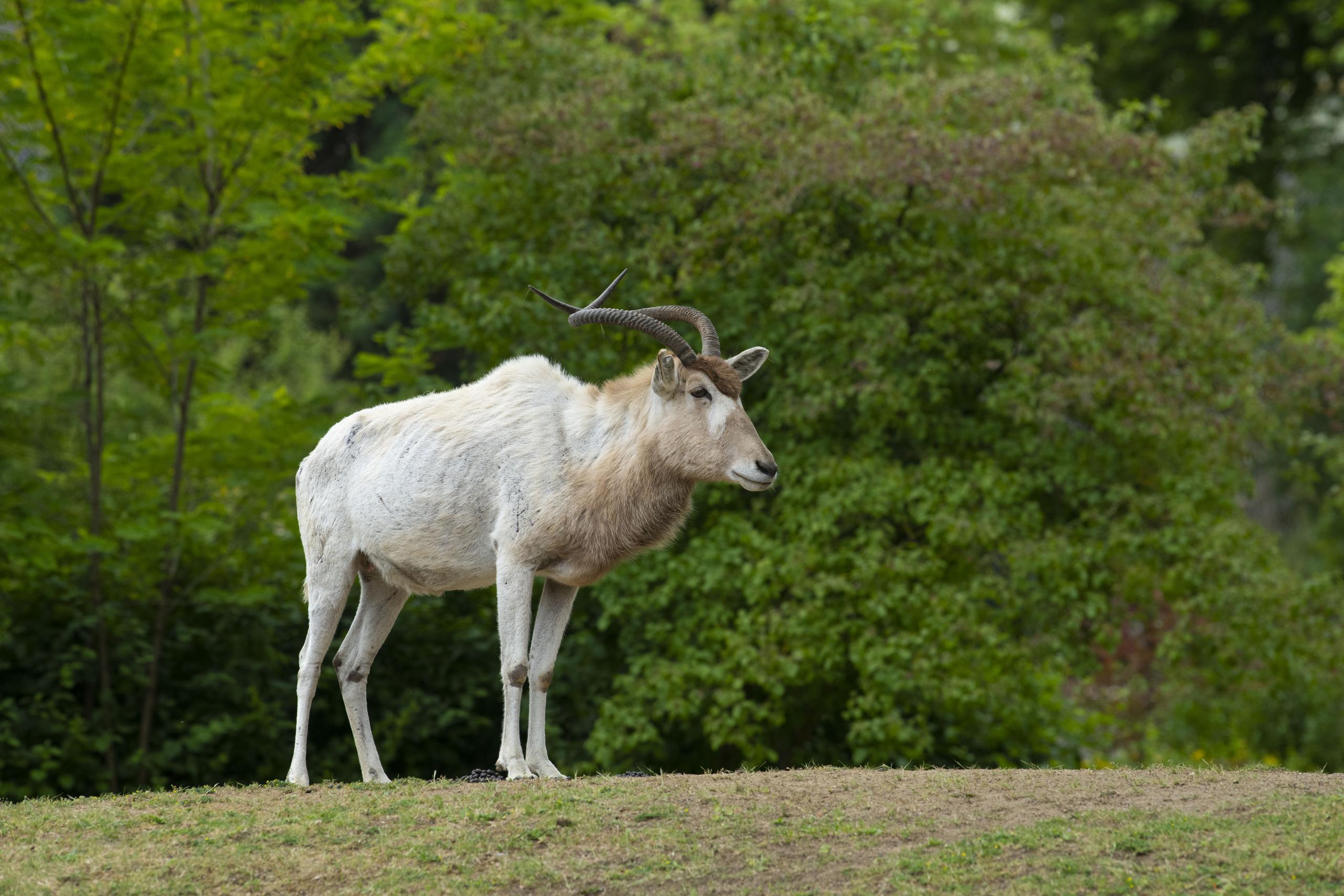 Die Addax-Antilope ist durch ihr helles Fell gut an ihren eigentlichen Lebensraum in den Randgebieten der Sahara angepasst. 
