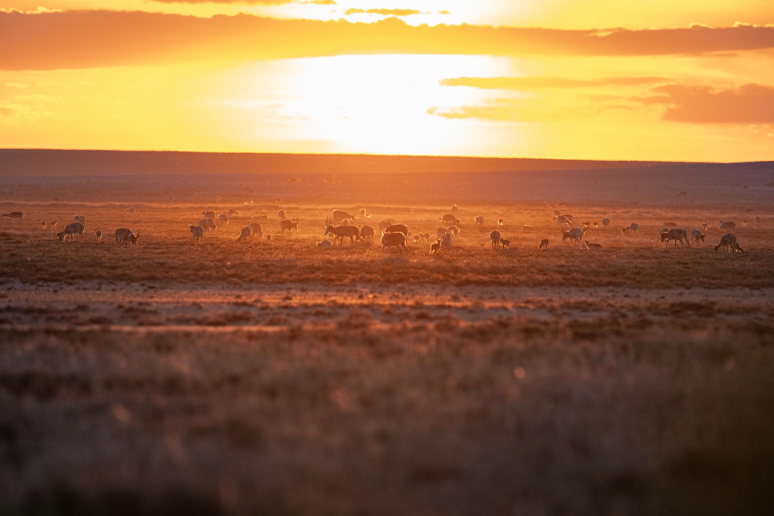 The Earthshot Prize 2024: Major grassland restoration project in ...