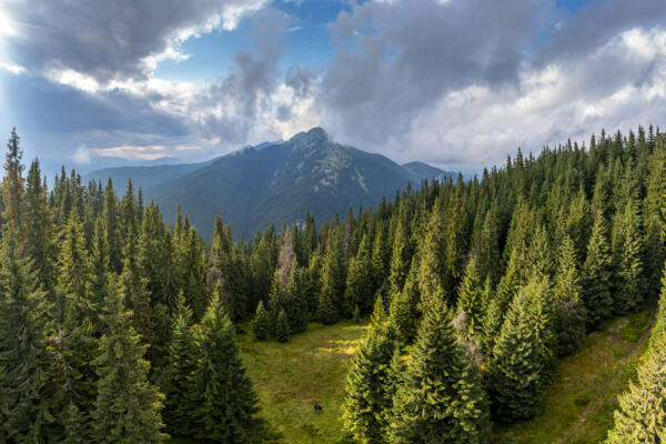 Babyn Pohar Mountain in summer in the Gorgany Nature Reserve