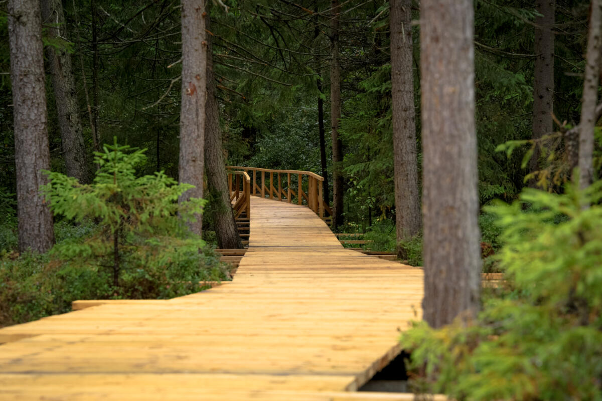 Ecotrail Iltsi in Verkhovynskyi National Nature Park, where small grant support helps improve access to nature while protecting the surrounding forest landscape.