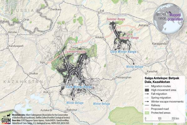 Map showing saiga migration routes in the Betpak Dala region of central Kazakhstan
