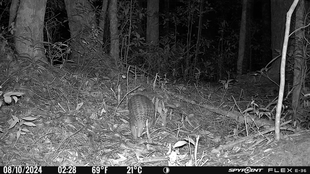 Chinesisches Schuppentier bei Nacht, aufgenommen von einer Kamerafalle im Kon-Ka-Kinh-Nationalpark in Vietnam.