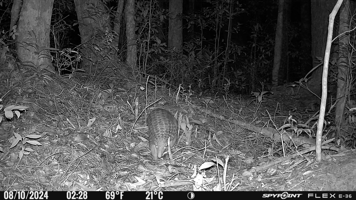 Chinesisches Schuppentier bei Nacht, aufgenommen von einer Kamerafalle im Kon-Ka-Kinh-Nationalpark in Vietnam.