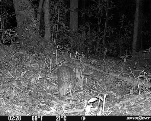 Chinesisches Schuppentier bei Nacht, aufgenommen von einer Kamerafalle im Kon-Ka-Kinh-Nationalpark in Vietnam.