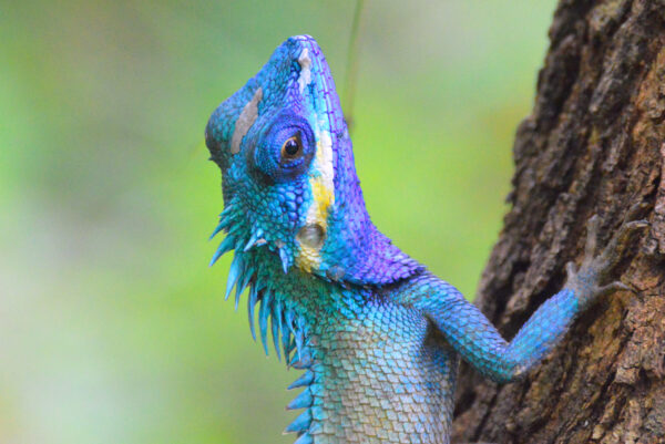 A brightly colored Calotes bachae lizard climbing a tree in Kon Ka Kinh, Vietnam.
