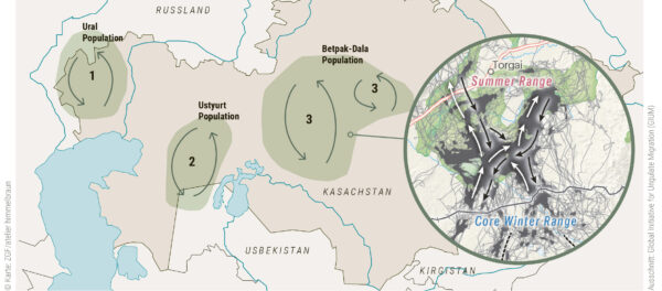 Map showing the Ural, Ustyurt and Betpak-Dala saiga populations in Kazakhstan and their migration routes between summer and winter ranges.