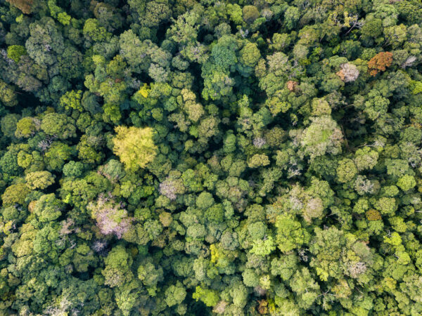 An aerial photo over the forest of Kon Ka Kinh NP, Vietnam.