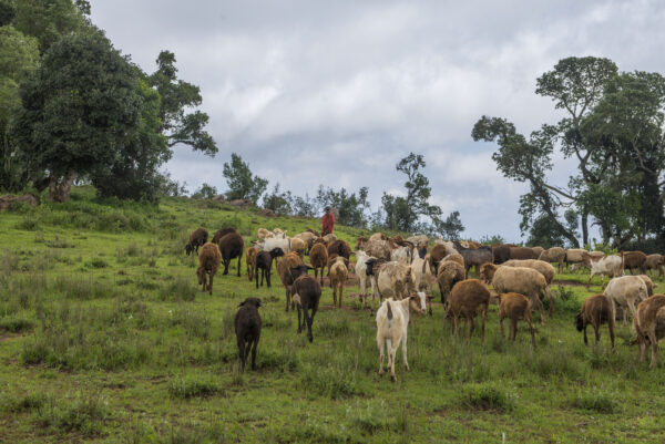 Sheep and goats in the highlands of Loliondo GCA, Tanzania. © Daniel Rosengren