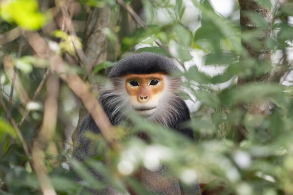 A grey-shanked douc langur sitting among the trees in Kon Ka Kinh National Park, Vietnam.