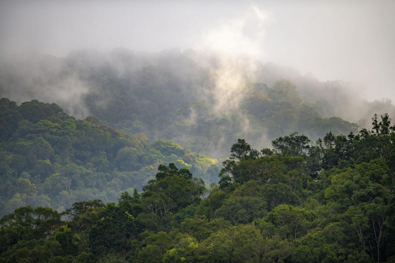 The forest of Kon Ka Kinh NP, Vietnam.