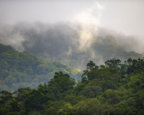 The forest of Kon Ka Kinh NP, Vietnam.
