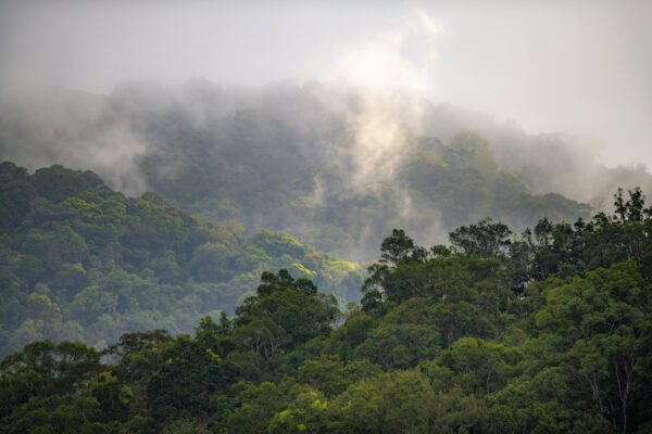The forest of Kon Ka Kinh NP, Vietnam.