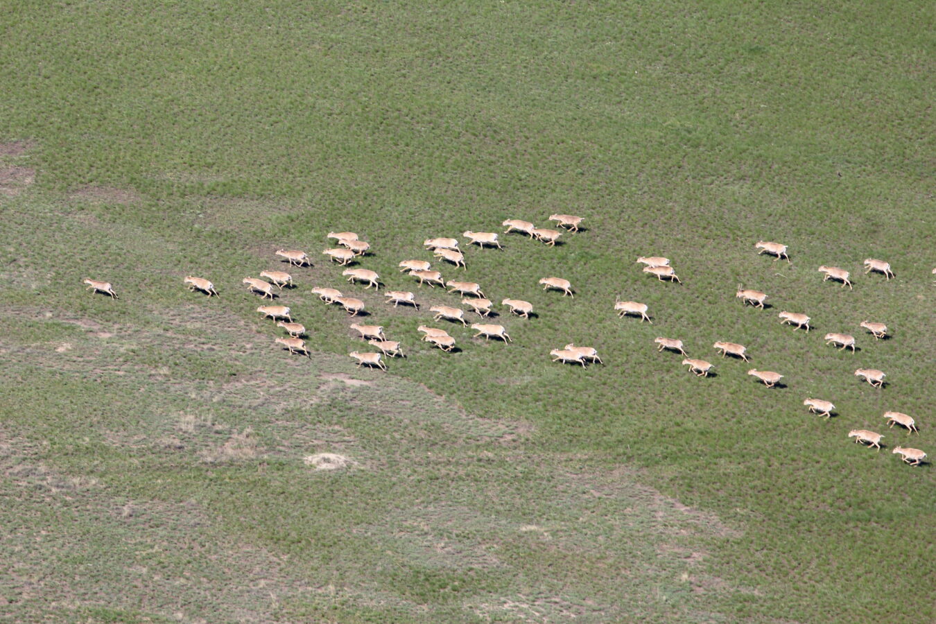 Saiga herds as seen from the helicopter during the census 2016 © Timoshenko