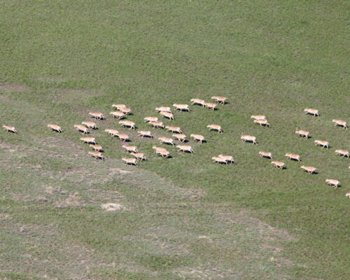 Saiga herds as seen from the helicopter during the census 2016 © Timoshenko