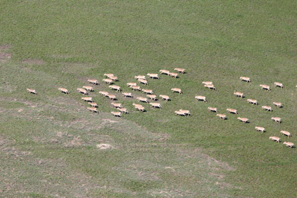 Saiga herds as seen from the helicopter during the census 2016 © Timoshenko