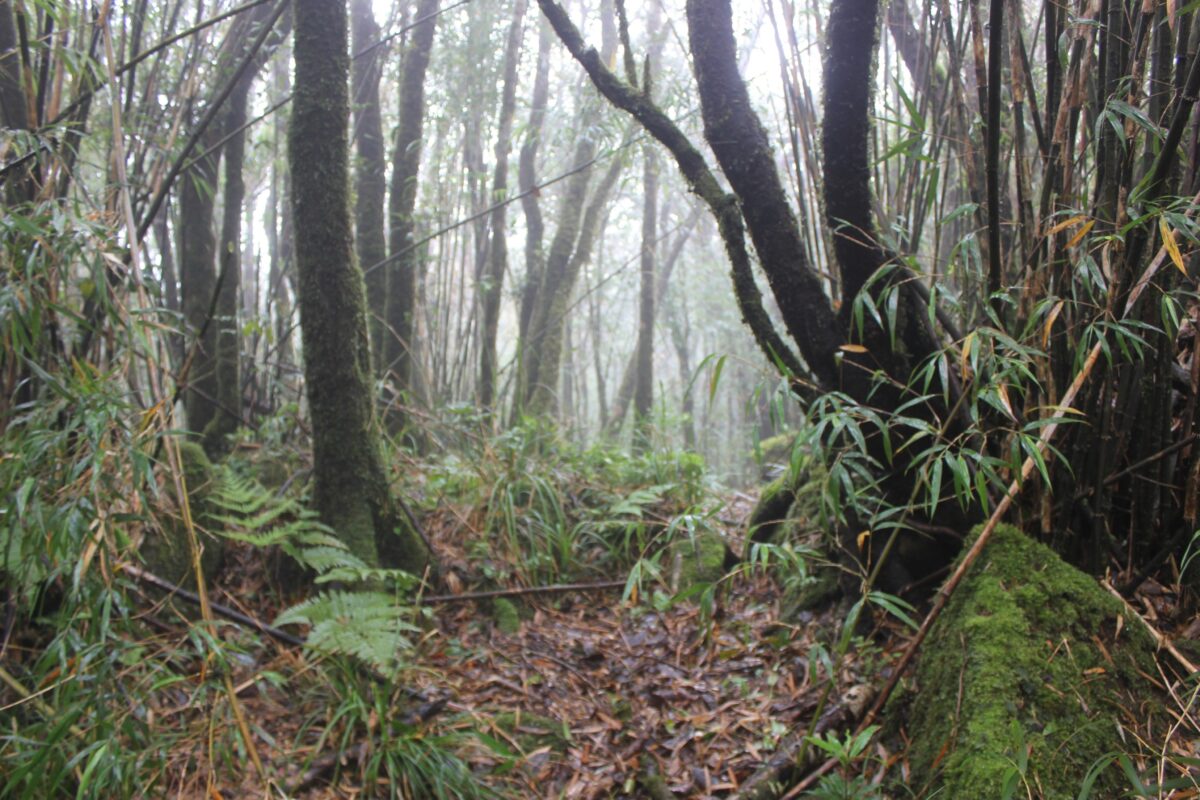 Habitat of a chinese pangolin in vietnam