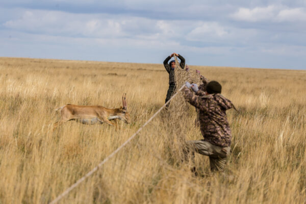 Researchers capture a saiga antelope with a net during fieldwork in the Kazakh Steppe.