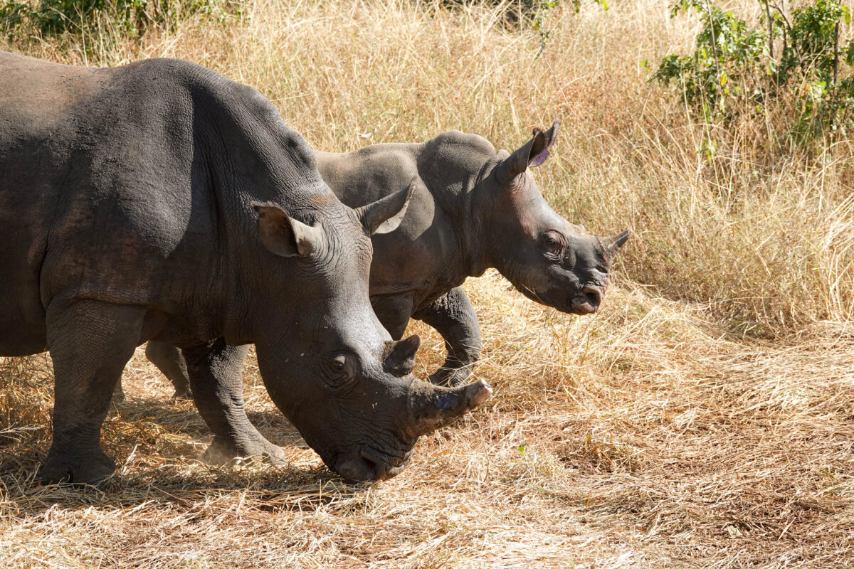 Nachwuchs im Gonarezhou-Nationalpark: Nach der erfolgreichen Wiederansiedlung von Breitmaulnashörnern im Jahr 2025 wurden in dem Schutzgebiet in Simbabwe bereits die ersten Kälber geboren. Die ZGF unterstützt den Gonarezhou-Nationalpark gemeinsam mit ihren Partnern beim langfristigen Schutz der Nashornpopulation.