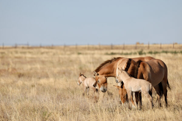 Zwei Przewalski-Fohlen mit der Herde in der Altyn-Dala-Steppe